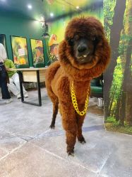 -神奇动物撸宠馆·羊驼·小浣熊·异宠(豫园店)