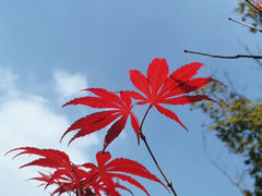 -东平国家森林公园