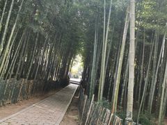 -树山生态村