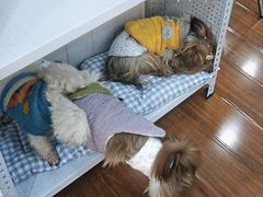 -汪说·狗咖·拼豆·宠物周边DIY(旺城大厦店)