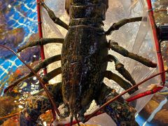 -驻海渔市(置信店)