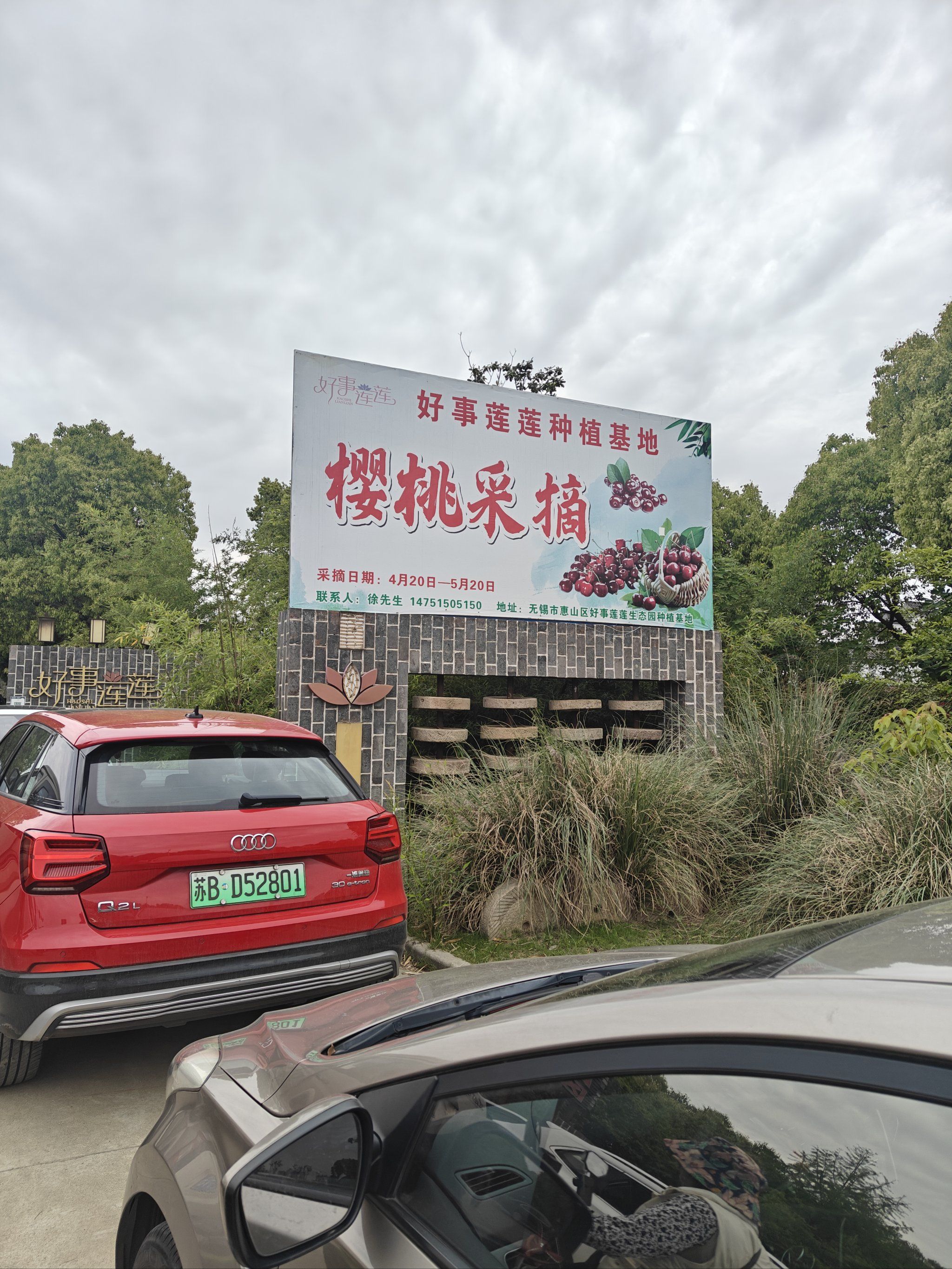 樱桃采摘