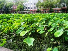 -四川大学(望江校区)