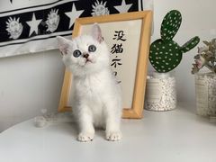 -喵zoo家庭繁育猫舍(尖东智能花园店)