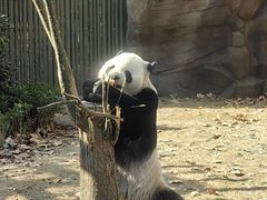 -成都动物园