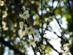-荔枝公园(福田区)