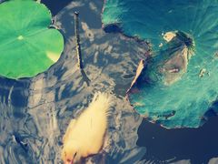 -海珠湖公园