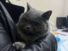 -顺强宠物诊所·狂犬免疫·夜诊·骨科(嘉定店)