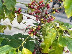 -Torch Coffee 炬点咖啡