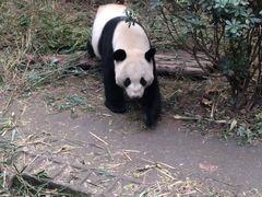 -成都大熊猫繁育研究基地