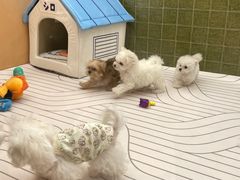 -帕帕拉兹宠物(亚洲旗舰店)