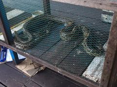 -洞里萨湖