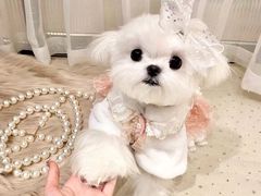 -萌宠之家·腊肠犬·马尔泰·小体犬舍