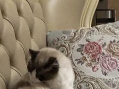 -喵zoo家庭繁育猫舍(尖东智能花园店)