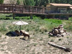 -新疆天山野生动物园
