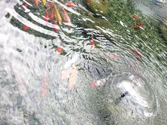 -仙林宾馆-餐厅