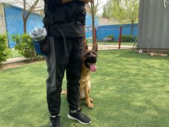 -宠物寄养训练学校