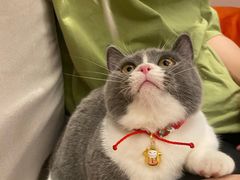 -猫大福·Fortune Cat猫舍(百子湾店)