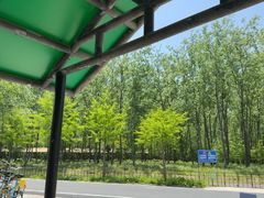 -合肥滨湖国家森林公园