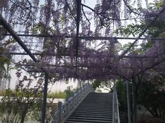 -嘉定紫藤园