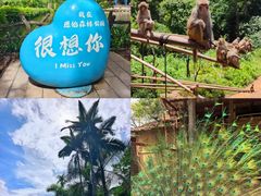 -西双版纳原始森林公园