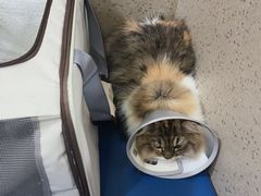 -爱派特动物医院·全科诊疗中心