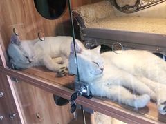 -喵百万·布偶·蓝金金渐层英短·猫舍(百子湾店)