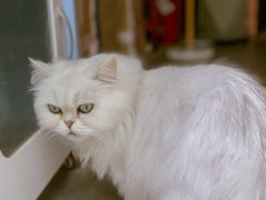 -喵屿·大理花园猫咖