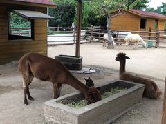-北京市海淀外国语实验学校