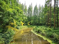 -东平国家森林公园