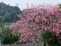 -东莞植物园