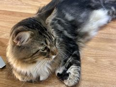 -COLOR PETS 撸猫馆·购猫·猫咖(长风大悦城店)