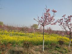 -古柏渡飞黄旅游区