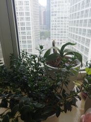 -Yue Show馨选·半永久纹眉纹眼线