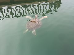 -广东惠东海龟国家级自然保护区