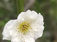 -莘庄公园