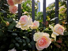 -杭州观成实验学校