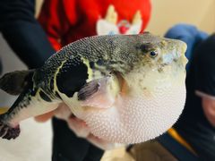 -鲐赏河豚(长寿店)