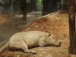 -Zoolung Zoolung动物主题公园(海信广场店)