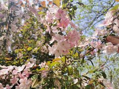 -长白岛森林公园