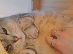 -猫咪派对(江南西店)