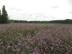 -艾溪湖湿地公园