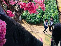 -天适樱花悠乐园