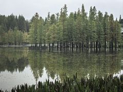 -白鹭湾湿地公园