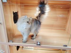 -猫十亿·布偶金渐层·曼基康矮脚猫舍(青年路店)