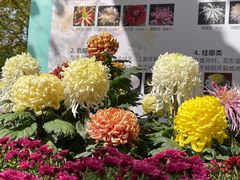 -上海共青森林公园