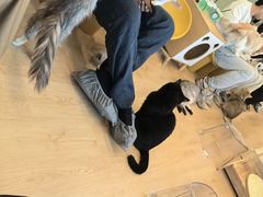 -有喵·猫咖·狗咖·30几只猫10只小狗(岗厦店)
