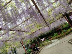 -嘉定紫藤园