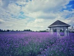 -紫颐香薰山谷景区