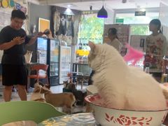 -平行世界·猫咖(首经贸店)